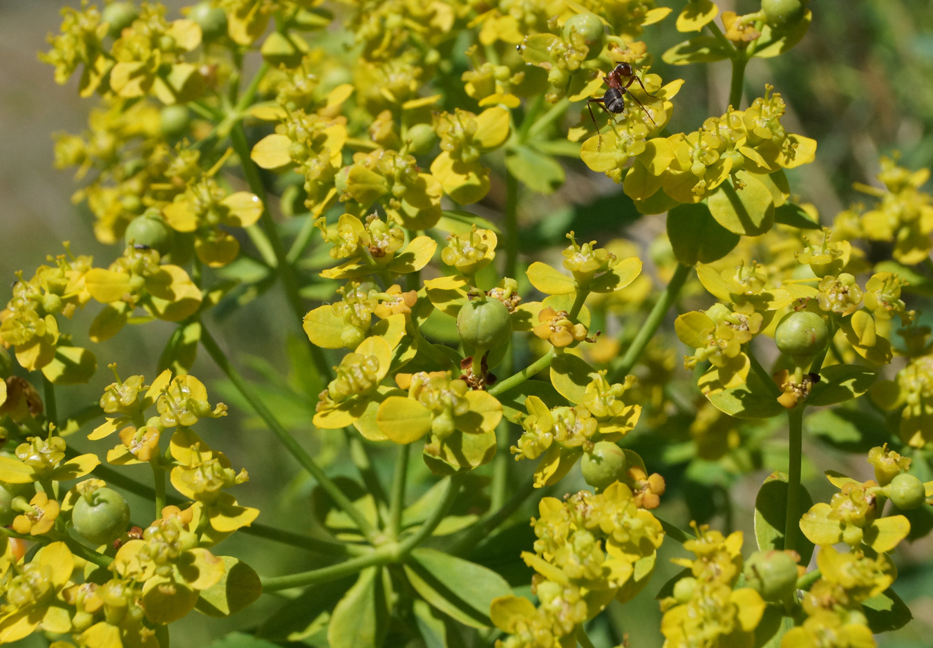 Изображение особи Euphorbia soongarica.