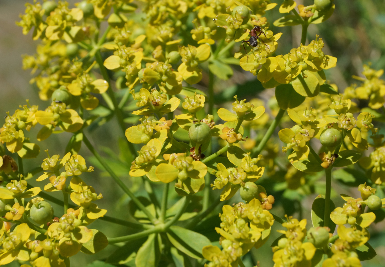 Image of Euphorbia soongarica specimen.