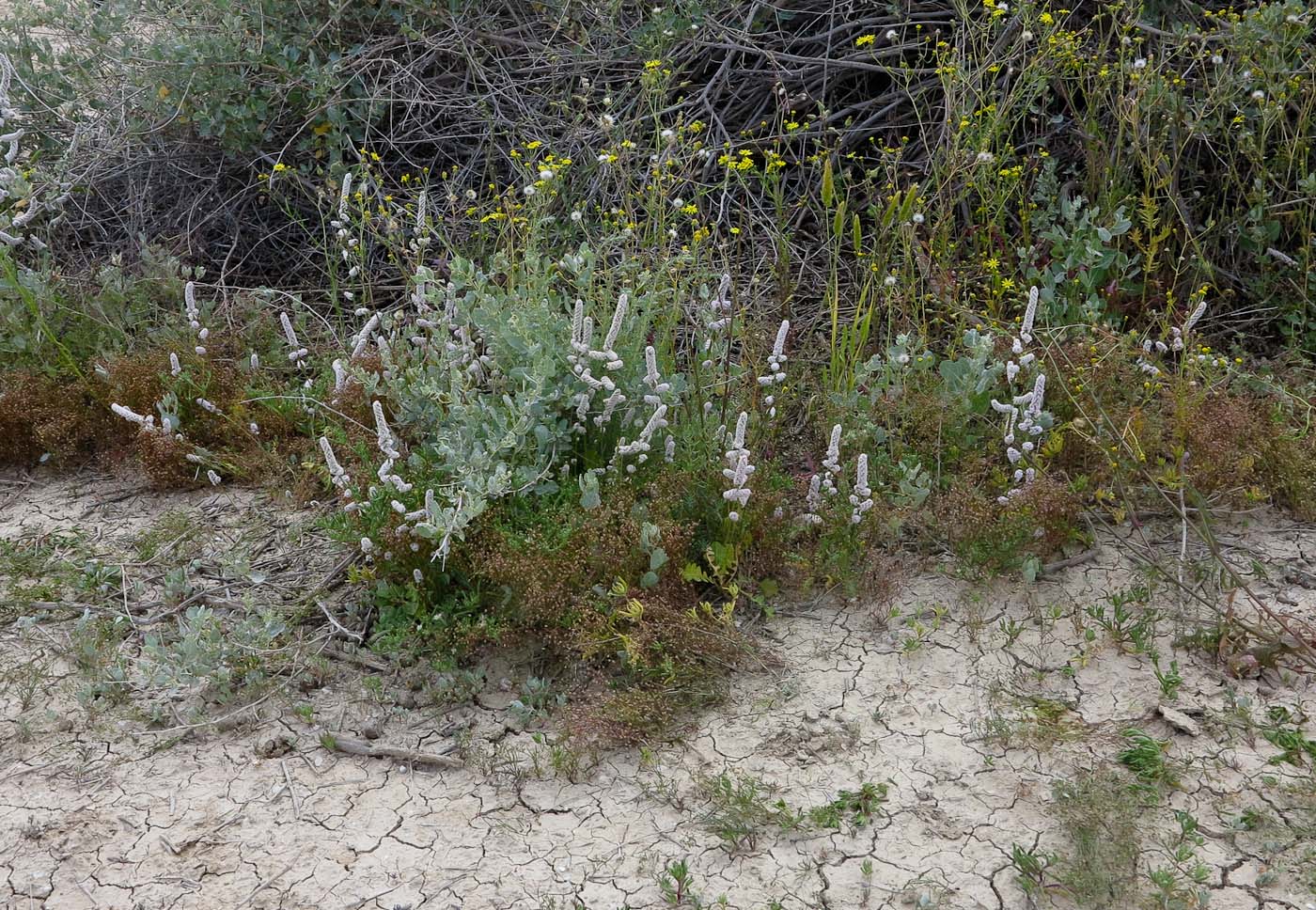 Image of Psylliostachys spicata specimen.