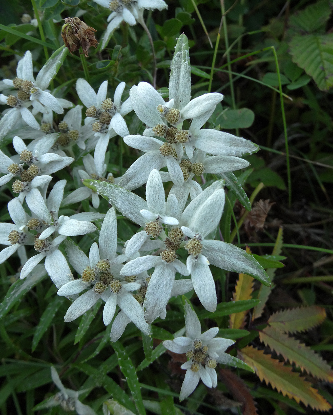 Image of Leontopodium discolor specimen.