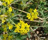 Medicago falcata. Верхушки побегов с бутонами, цветками и редкими плодами. Якутия (Саха), г. Якутск, пустырь около водоема. 03.07.2008.