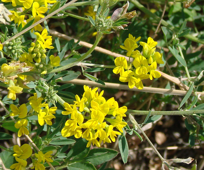 Image of Medicago falcata specimen.