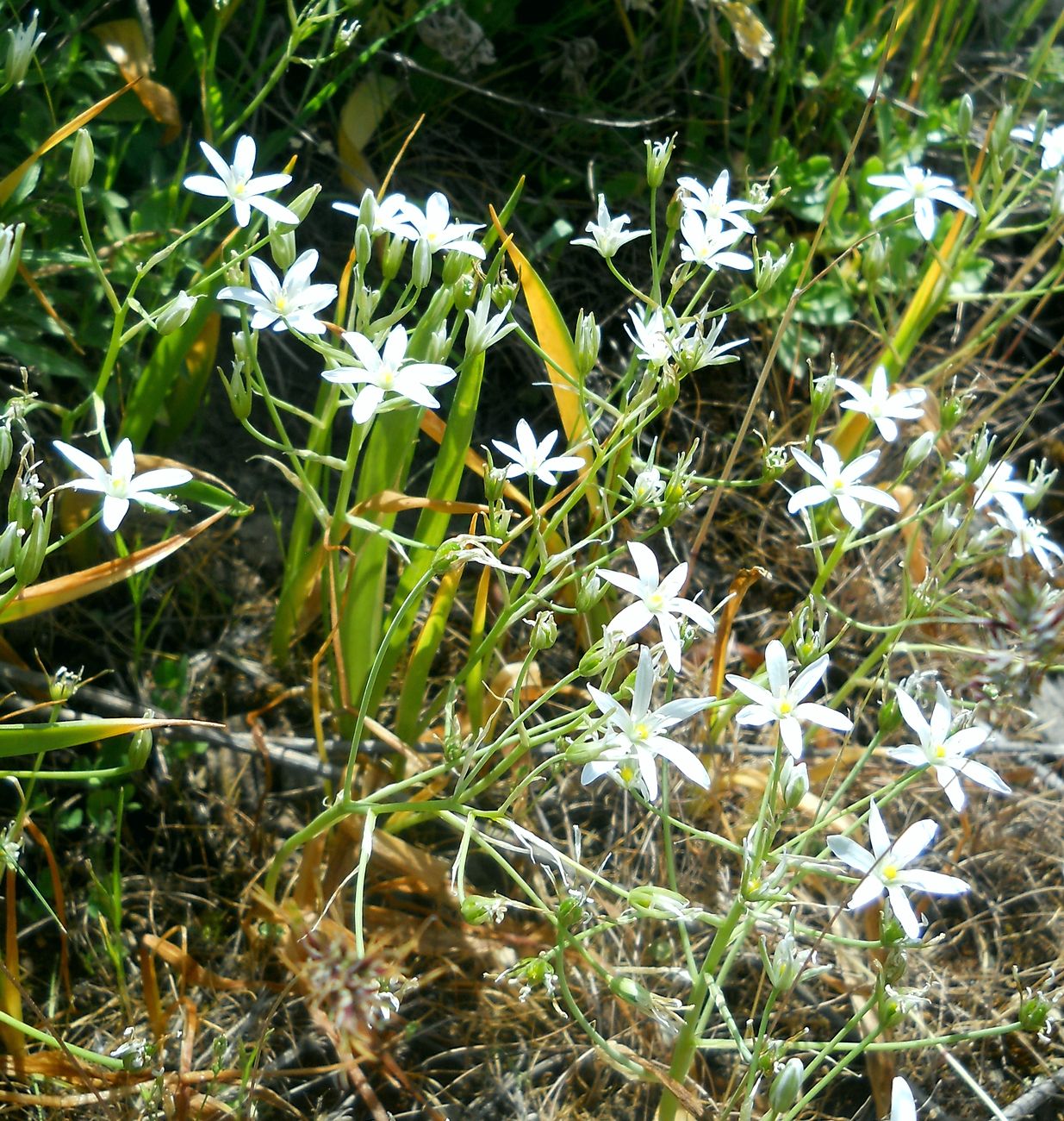 Изображение особи Ornithogalum transcaucasicum.