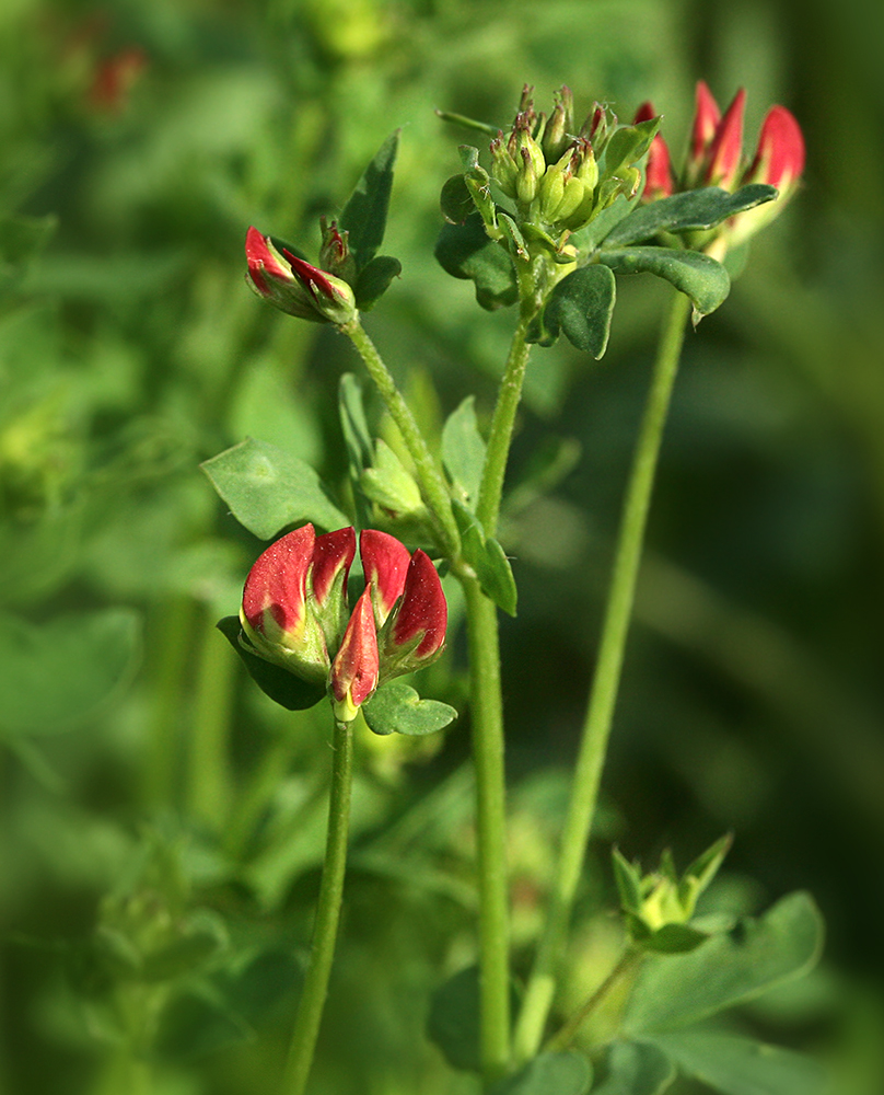 Изображение особи Lotus corniculatus.