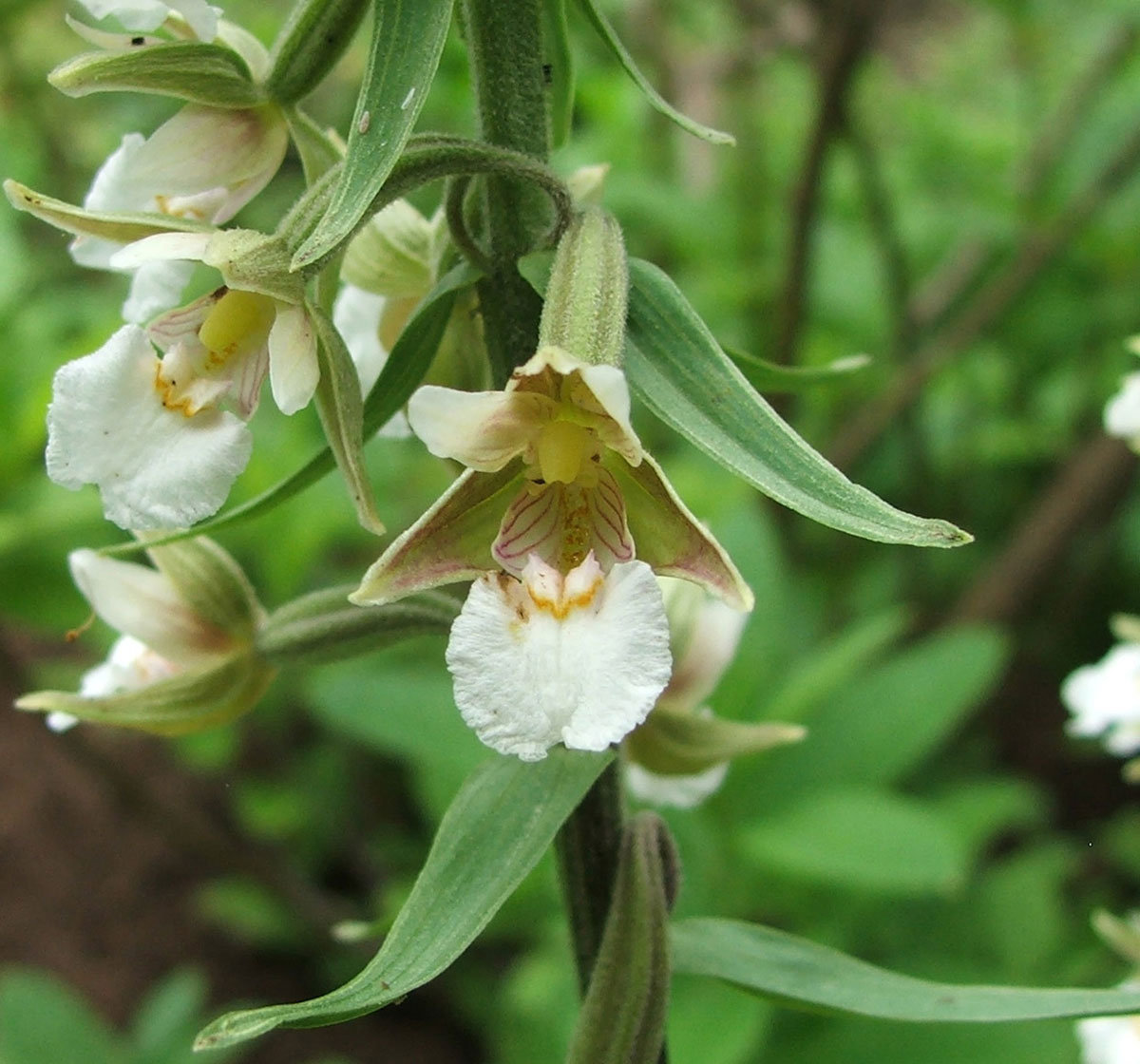 Дремлик болотный. Дремлик болотный (Epipactis palustris). Дремлик болотный (Epipactis palustris (l.) Crantz ). Орхидея Дремлик.