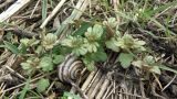 Veronica triphyllos. Молодые растения и притаившаяся улитка (Xerolenta obvia?). Краснодарский край, Кущевский р-н, станица Шкуринская, пустырь. 27.02.2016.