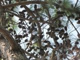 род Pinus. Часть кроны с вызревшими шишками. Абхазия, Гудаутский р-н, г. Новый Афон, набережная. 21 августа 2009 г.