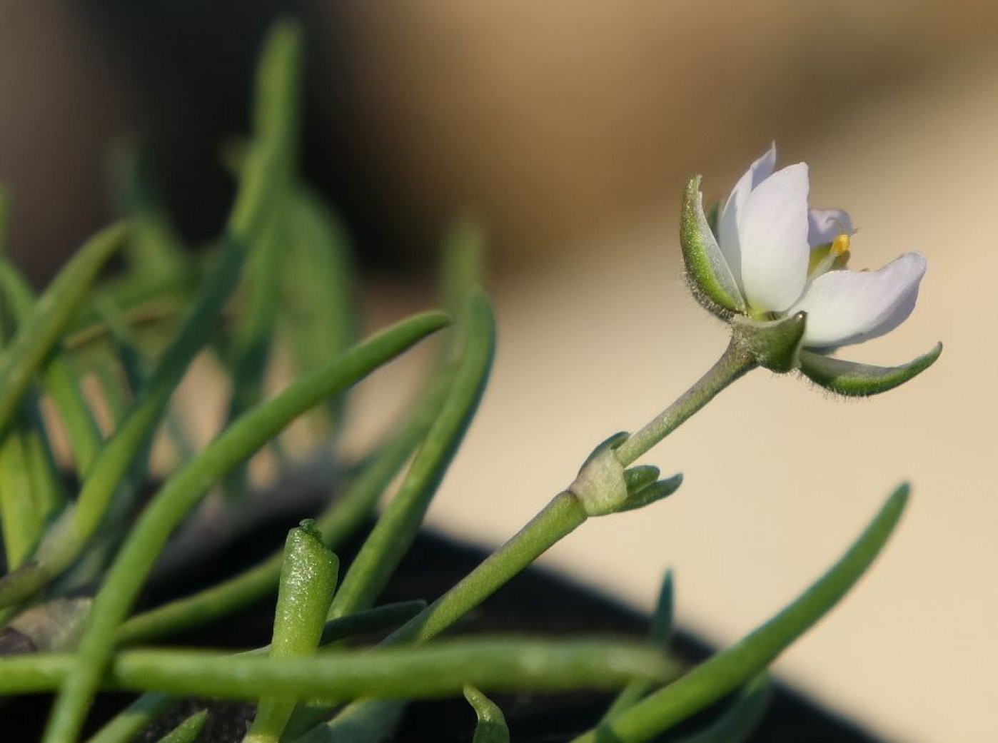 Image of Spergularia media specimen.