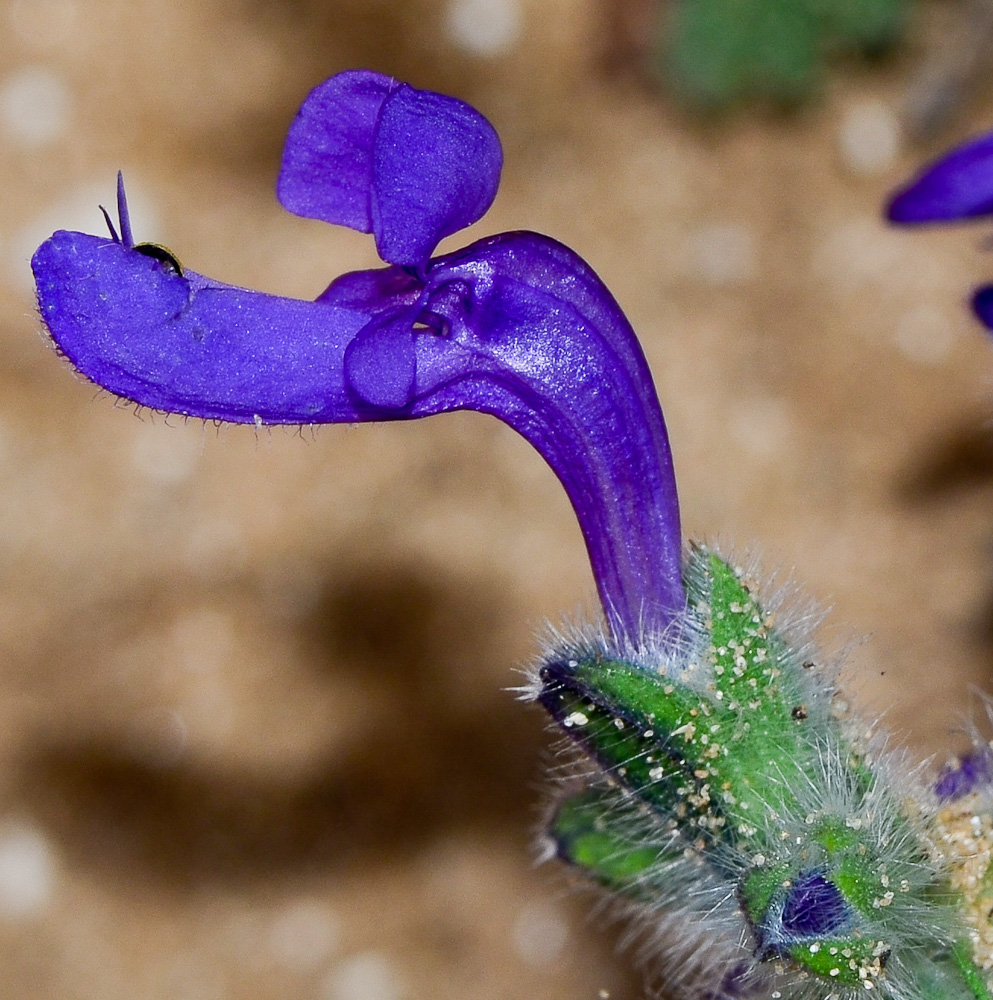 Изображение особи Salvia lanigera.