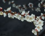 Armeniaca vulgaris