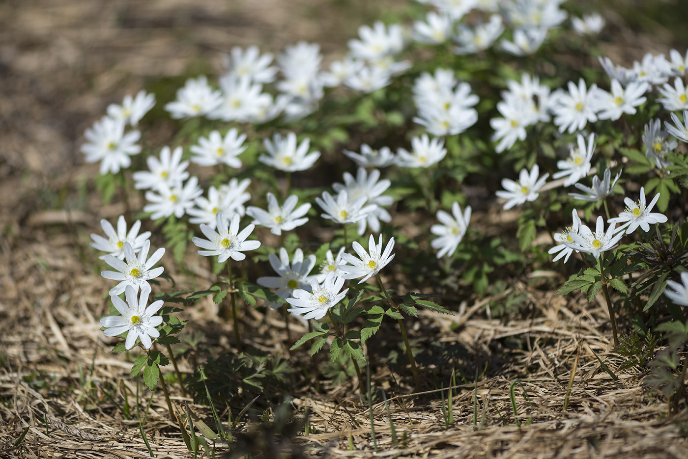 Изображение особи Anemone altaica.