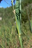 Phragmites australis. Часть побега. Свердловская обл., г. Екатеринбург, пос. Шабровский, подошва талькового карьера \"Старая линза\". 16.08.2015.