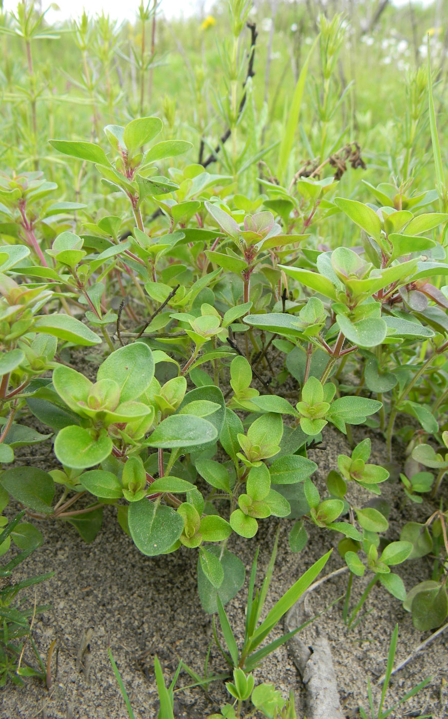 Изображение особи Thymus ovatus.