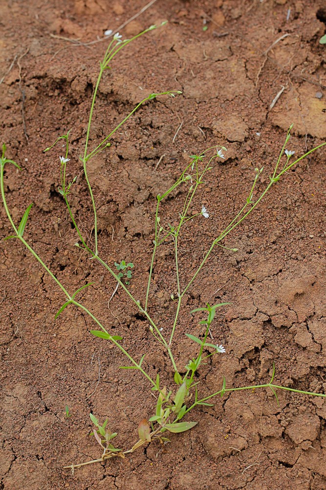 Image of Stellaria graminea specimen.