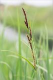 Carex acuta. Верхушка цветущего растения. Ленинградская обл., Ломоносовский р-н, окр. дер. Низино, низкий, влажный берег Старопетергофского канала. 28.05.2016.