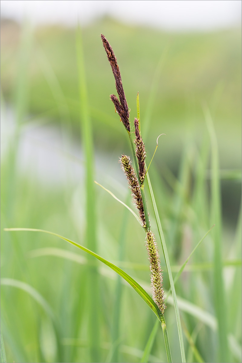 Изображение особи Carex acuta.