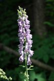 Aconitum septentrionale