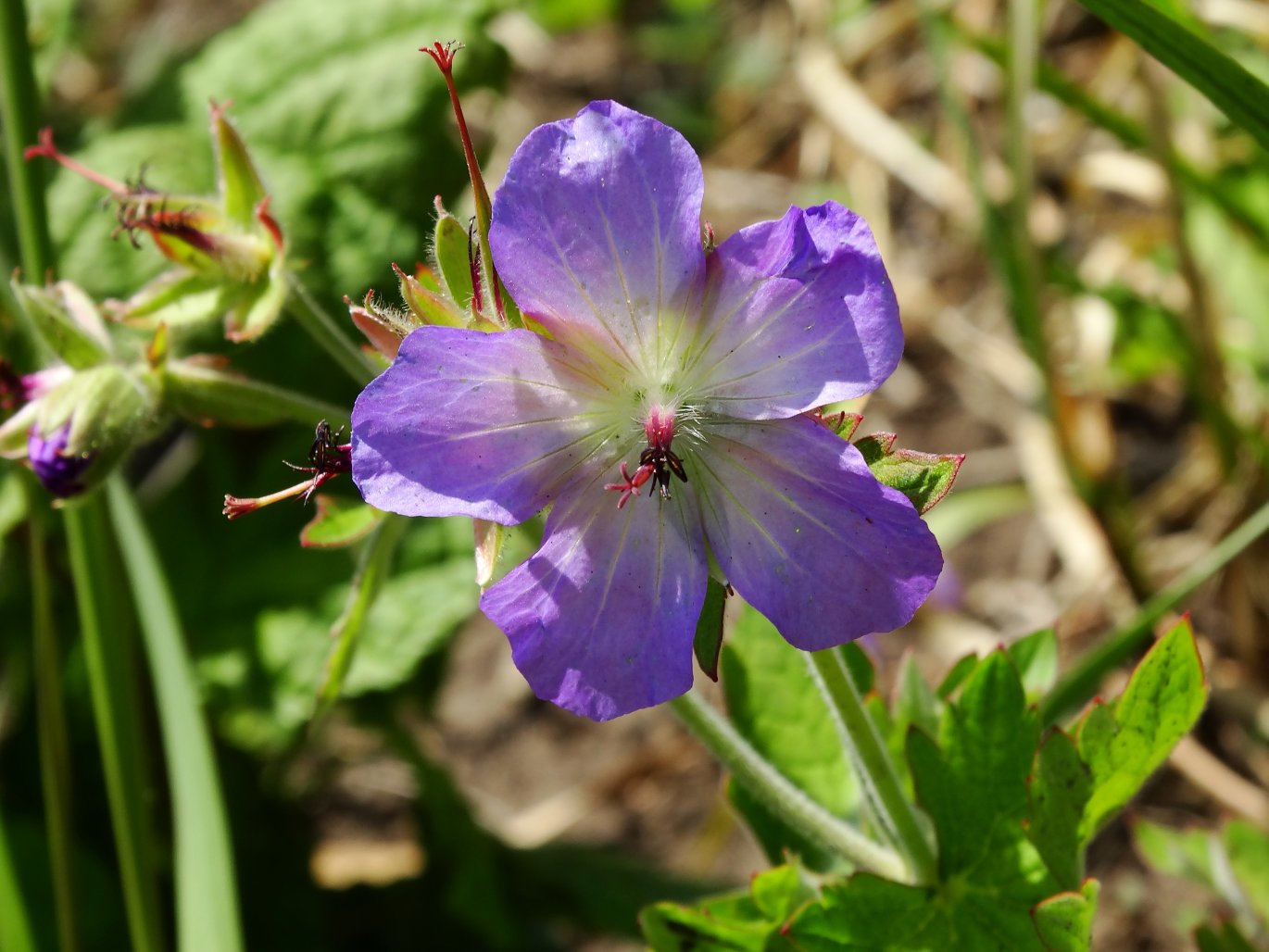 Image of Geranium platyanthum specimen.