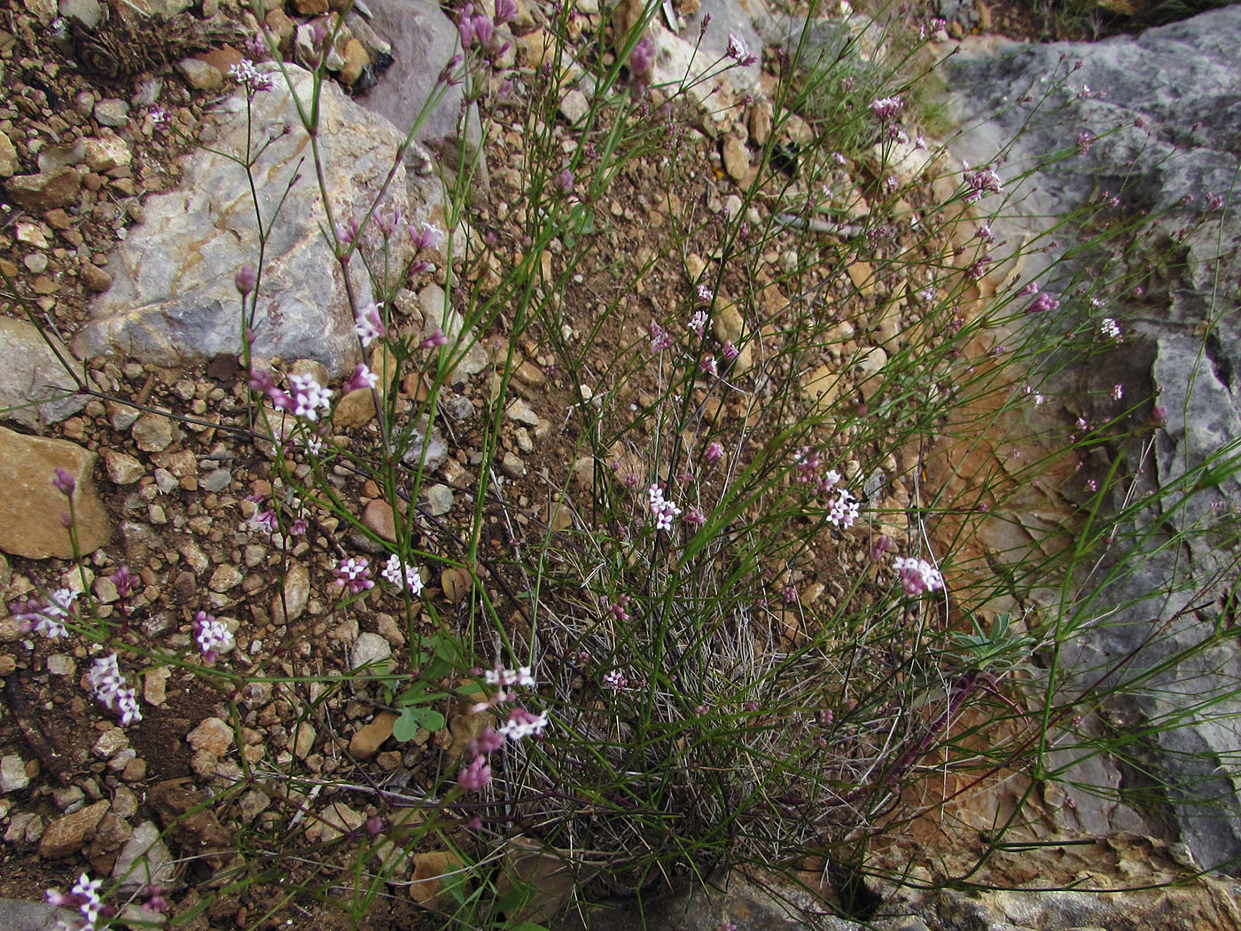 Изображение особи Asperula cynanchica.