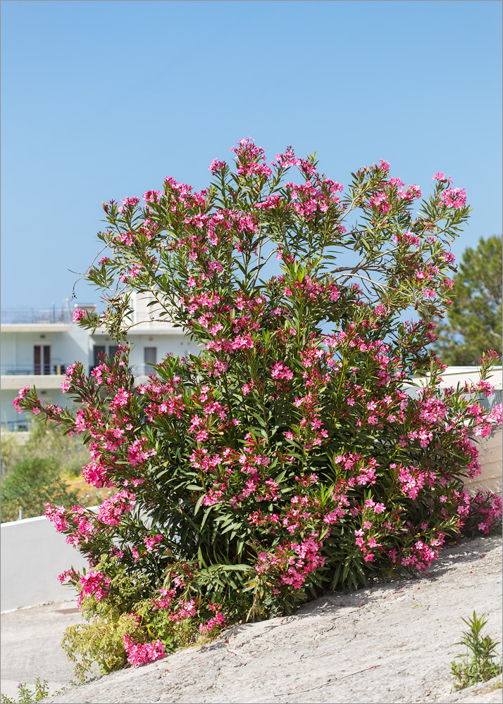 Изображение особи Nerium oleander.