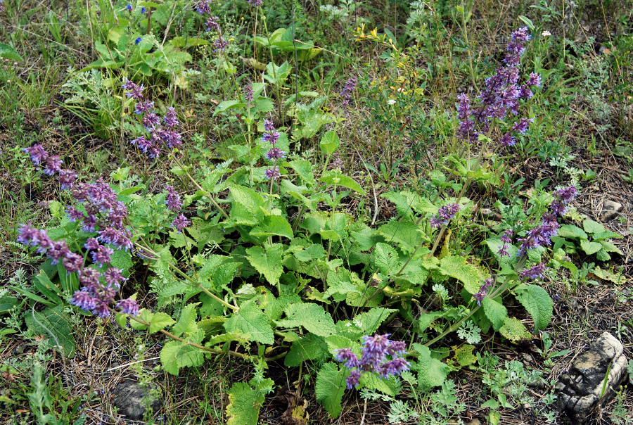 Изображение особи Salvia verticillata.