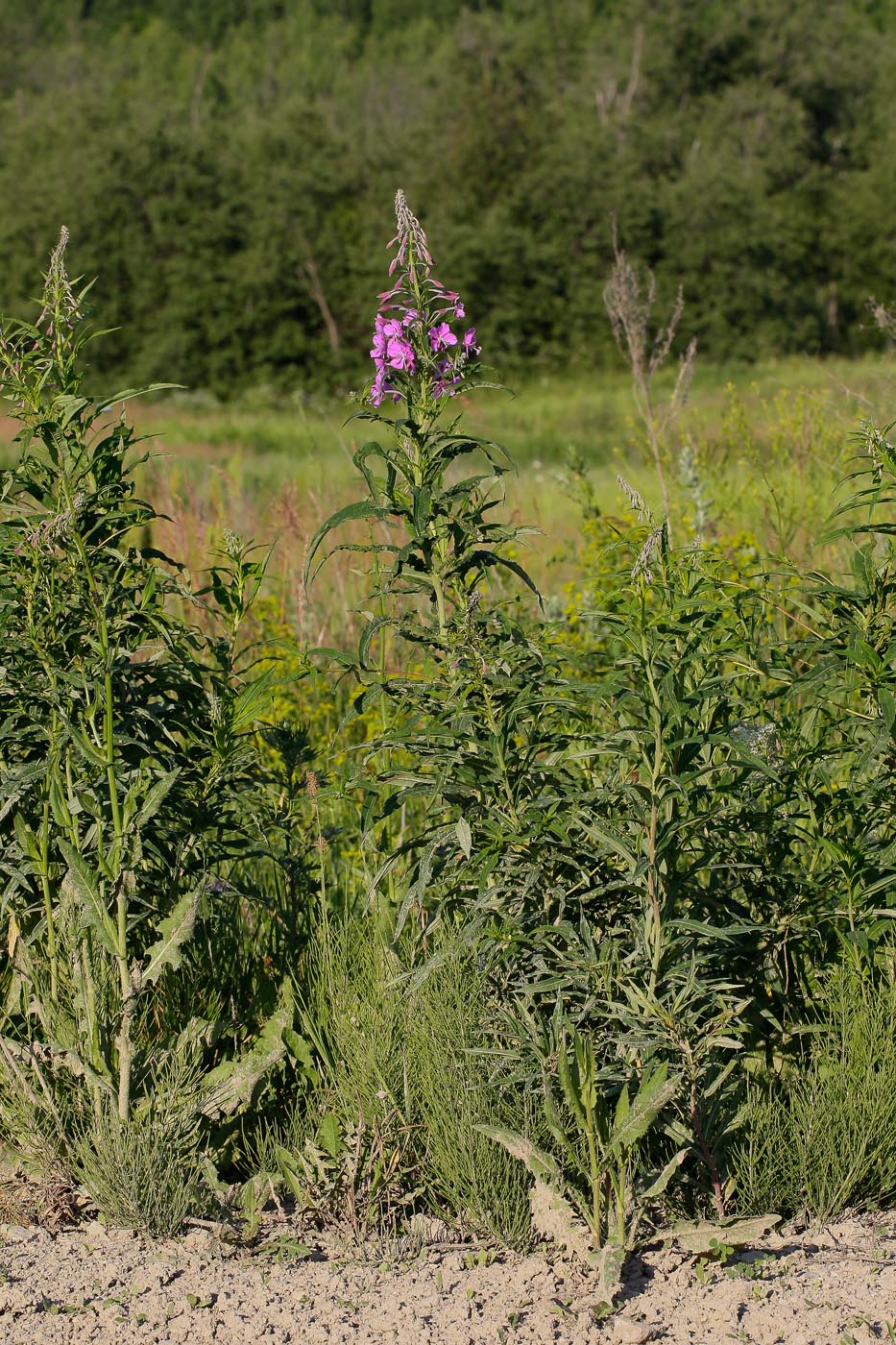 Изображение особи Chamaenerion angustifolium.