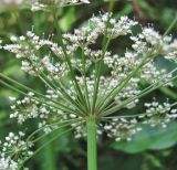 Rhizomatophora aegopodioides