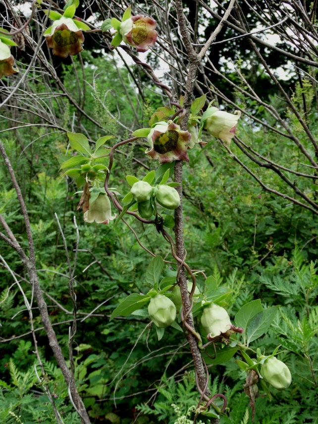 Изображение особи Codonopsis lanceolata.