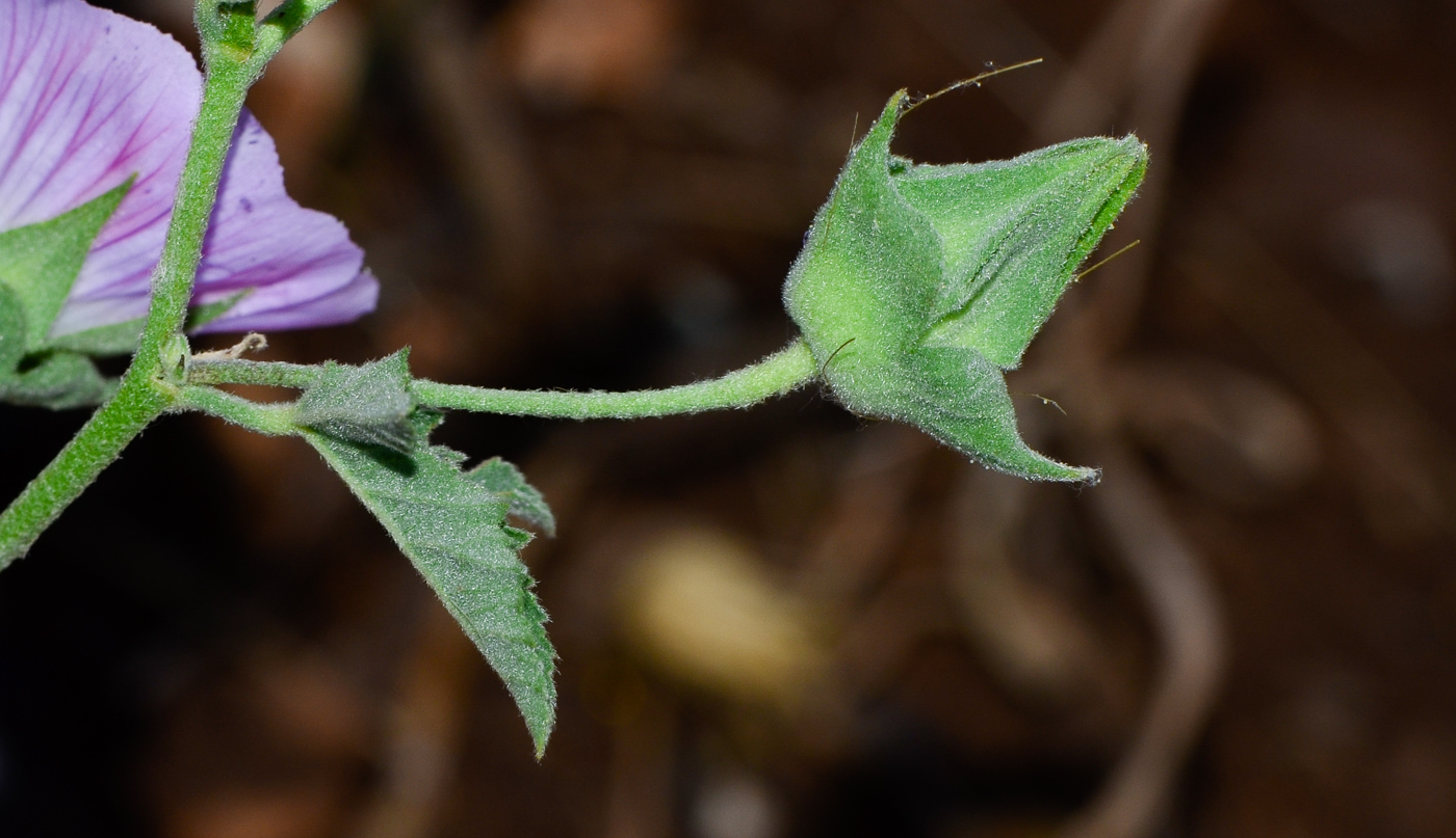 Image of Malva punctata specimen.