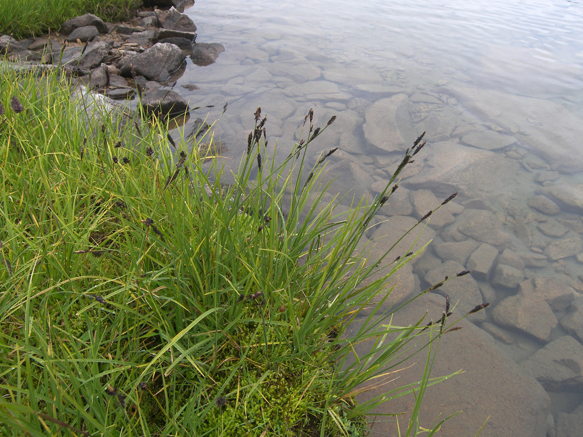 Изображение особи Carex transcaucasica.