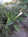 Datura stramonium. Цветущее растение в сообществе с Tamarix africana, Silene nicaeensis и Xanthium echinatum. Испания, автономное сообщество Каталония, провинция Жирона, комарка Баш Эмпорда, муниципалитет Тороэлья-де-Монгри, устье р. Тер (La Gola del Ter), левый берег, у основания берегового вала на переходе к пляжу. 05.08.2016.