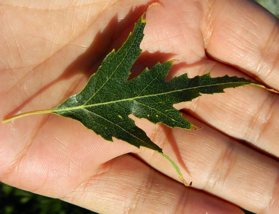 Image of Betula pendula f. dalecarlica specimen.