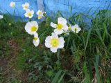 Papaver pulvinatum subspecies lenaense. Цветущее растение. Юго-восточный Таймыр, терраса р. Котуй в окр. устья р. Эриечка, антропогенная луговина у охотничьего домика. 03.07.2016.