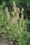 Rumex thyrsiflorus. Цветущее растение на ж.-д. насыпи. Ленинградская обл., окр. ж.-д. ст. Кавголово. 12.07.2009.