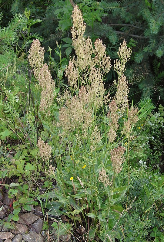 Image of Rumex thyrsiflorus specimen.