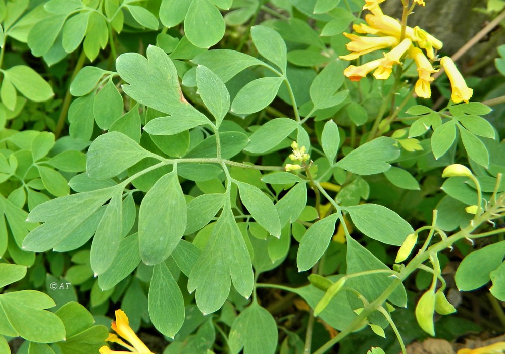 Image of Pseudo-fumaria lutea specimen.