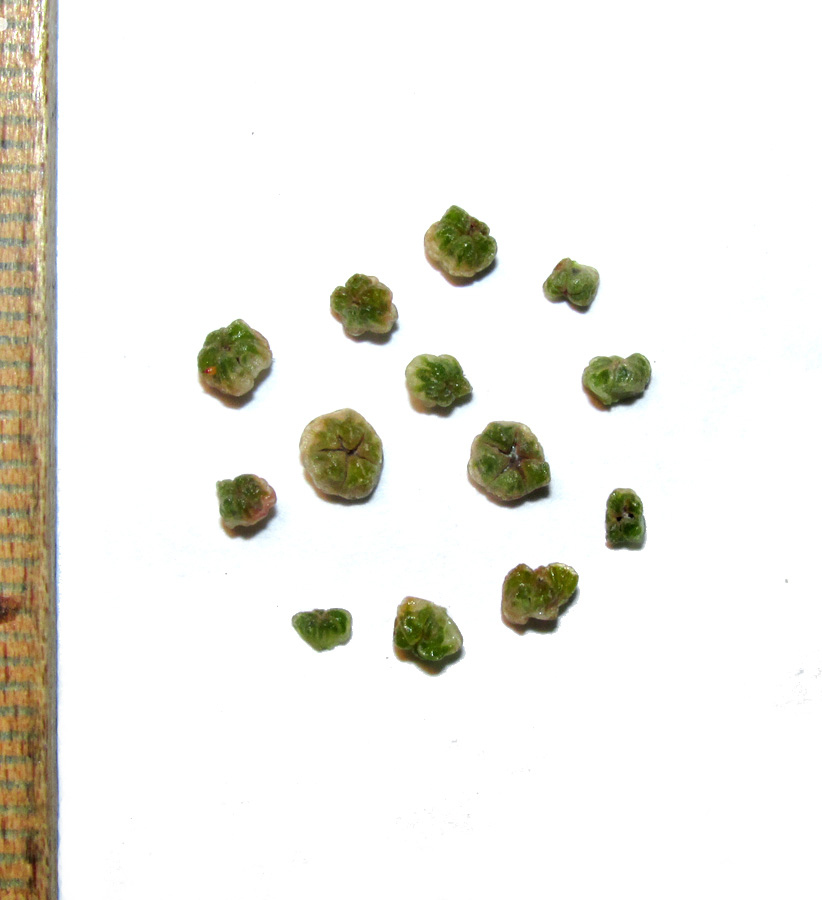 Image of Suaeda salsa specimen.