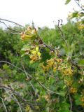 Ribes aureum