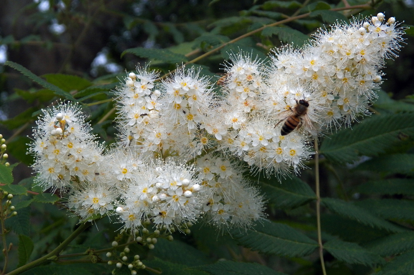 Изображение особи Sorbaria sorbifolia.