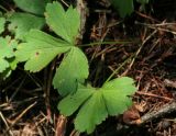 Waldsteinia subspecies maximowicziana