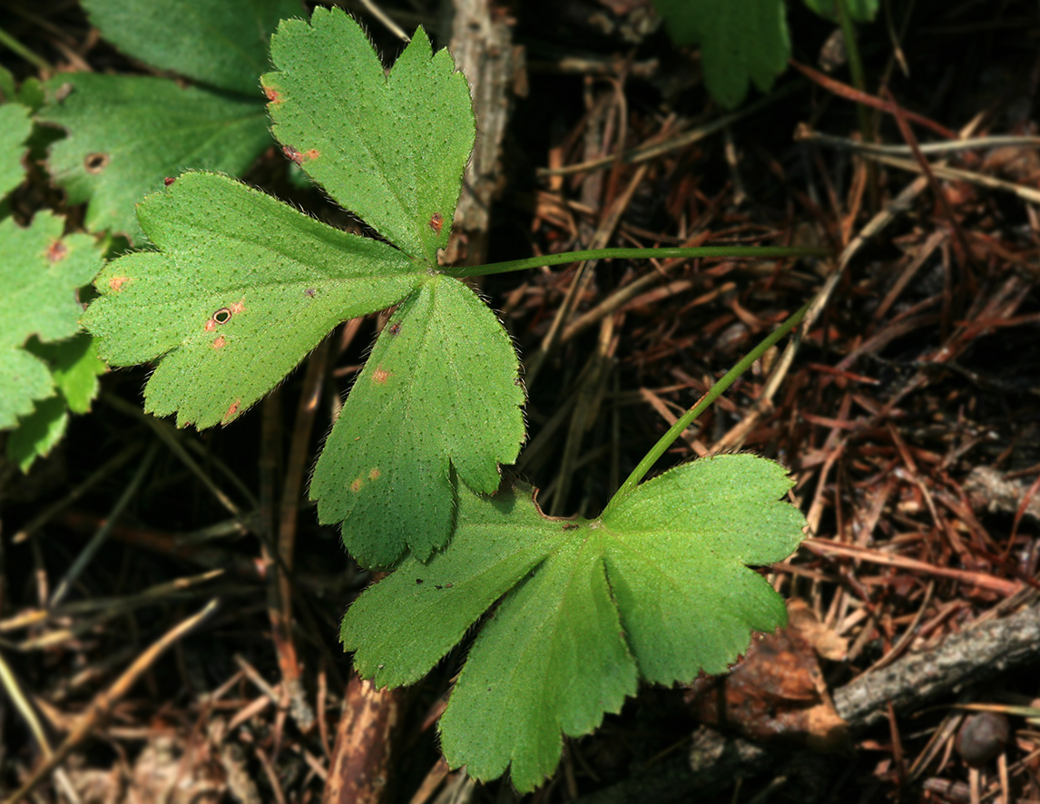 Изображение особи Waldsteinia ternata ssp. maximowicziana.