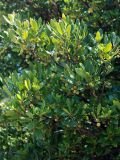 Arbutus unedo