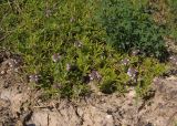 Thymus marschallianus. Цветущие растения. Украина, г. Запорожье, балка Партизанская, степной склон на глинистом участке. 25.05.2016.