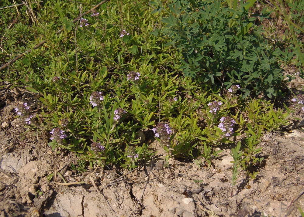 Изображение особи Thymus marschallianus.