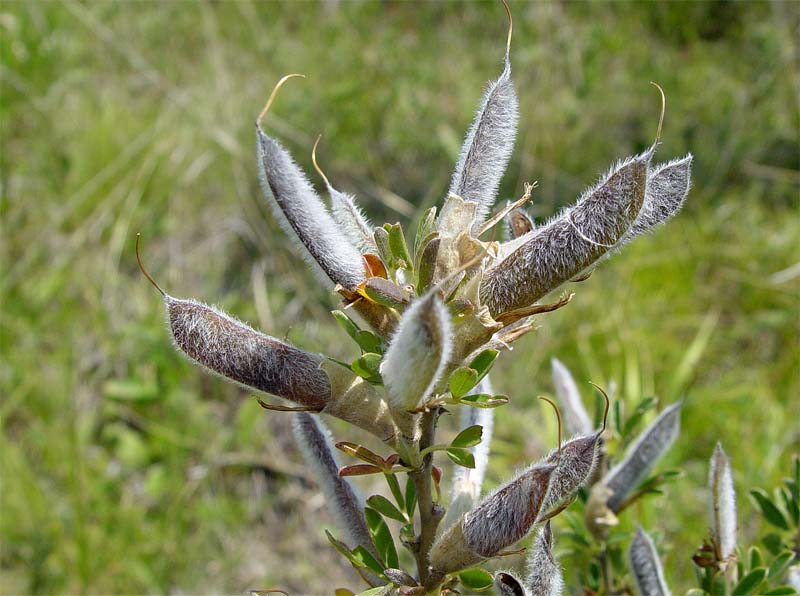 Image of Chamaecytisus ruthenicus specimen.