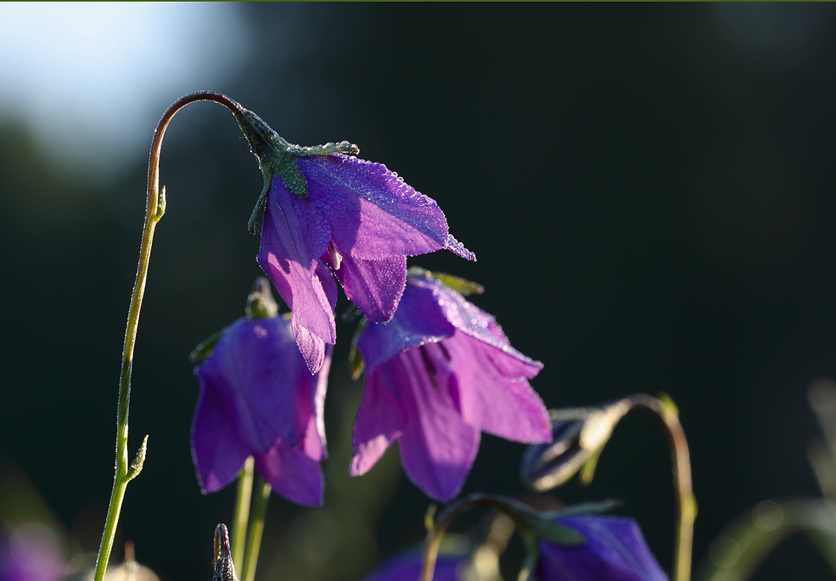 Image of Campanula altaica specimen.