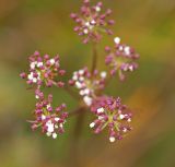 Ostericum tenuifolium