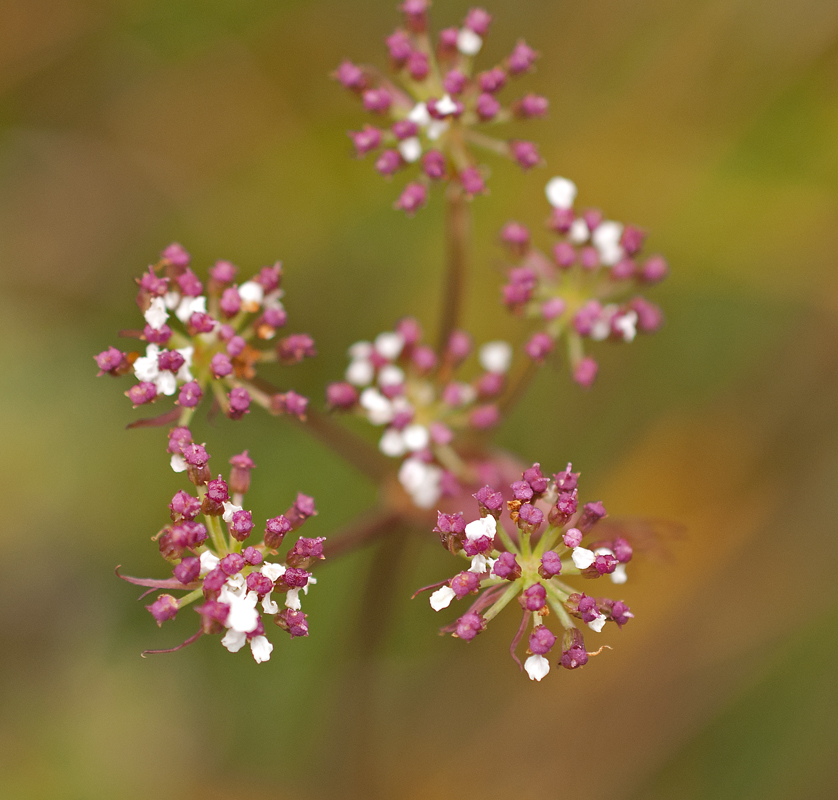 Image of Ostericum tenuifolium specimen.