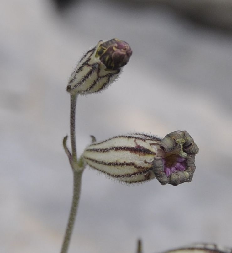 Image of Silene ciliata ssp. graefferi specimen.