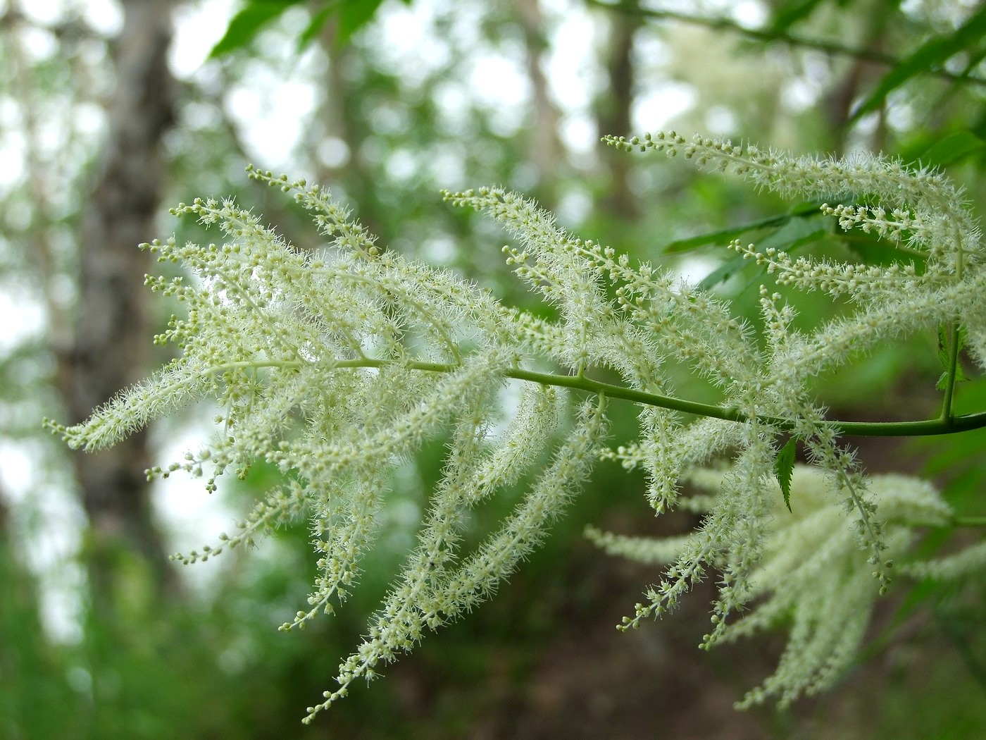 Image of Aruncus dioicus specimen.